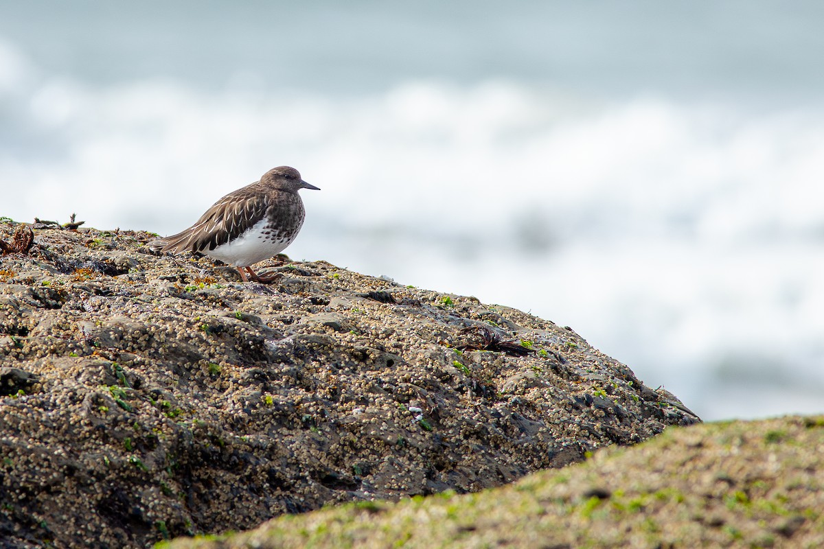Tournepierre noir - ML650721001