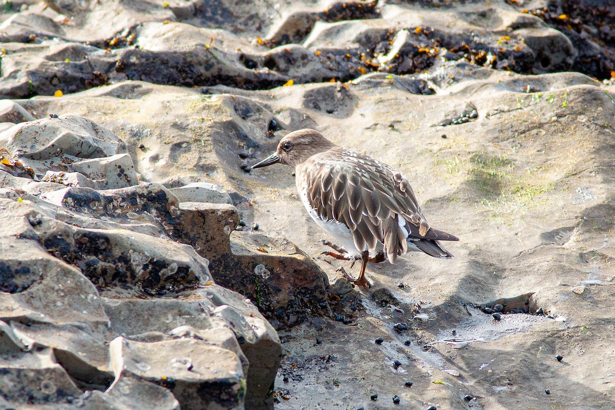 Tournepierre noir - ML650721002