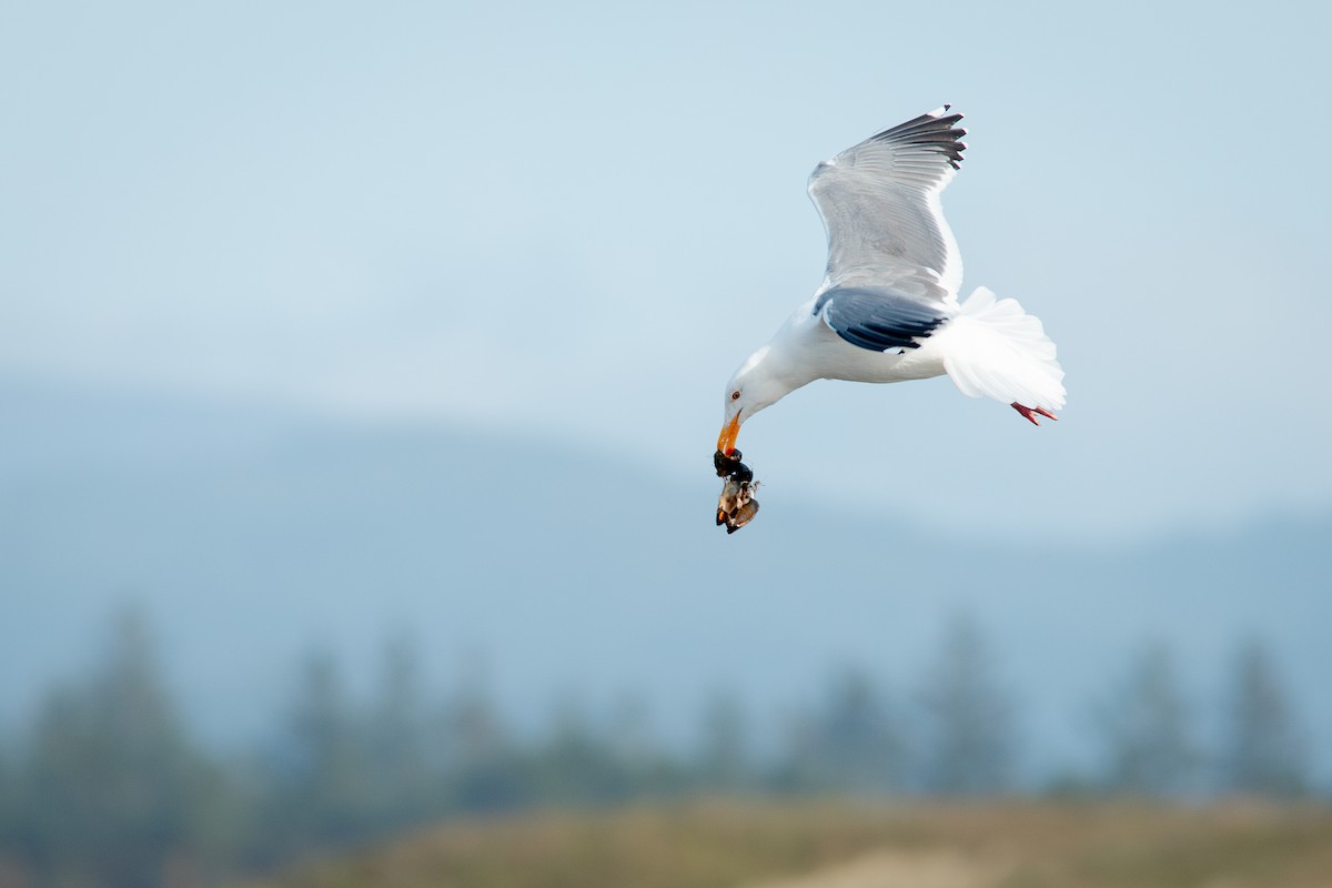 Goéland d'Audubon - ML650721036