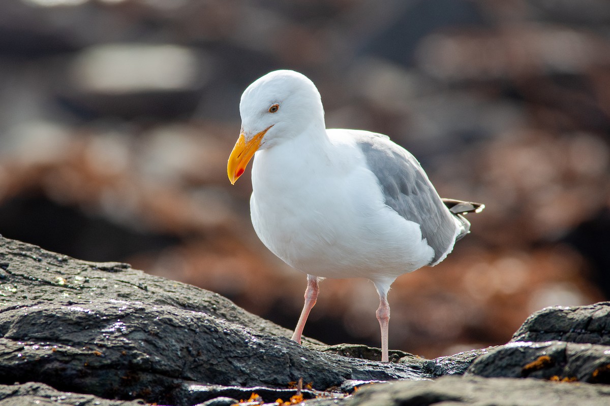 Goéland d'Audubon - ML650721039