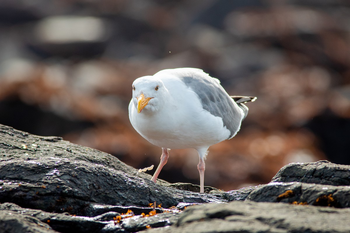 Goéland d'Audubon - ML650721041