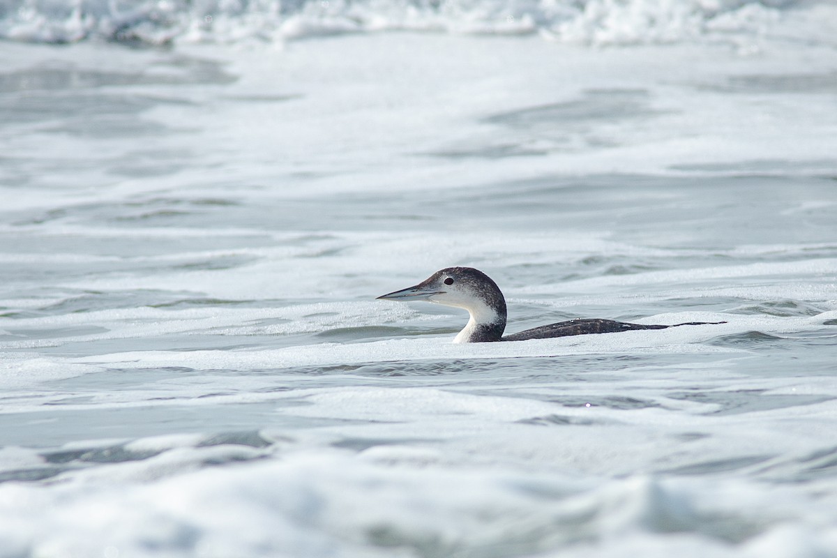 Plongeon huard - ML650721055