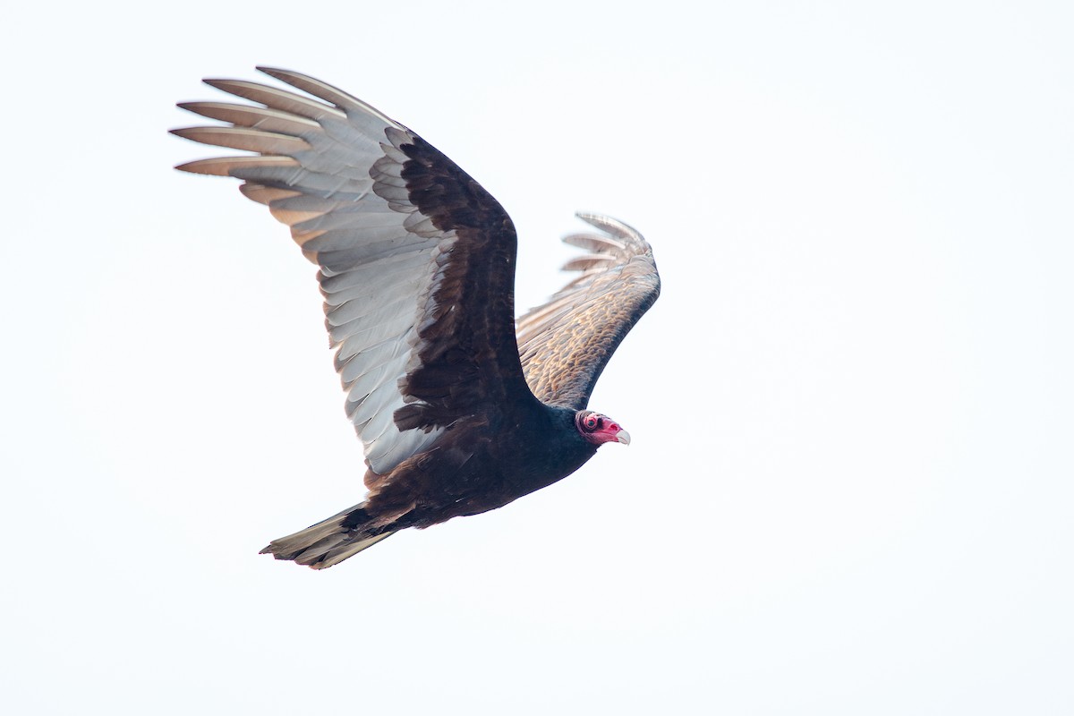 Urubu à tête rouge - ML650721062