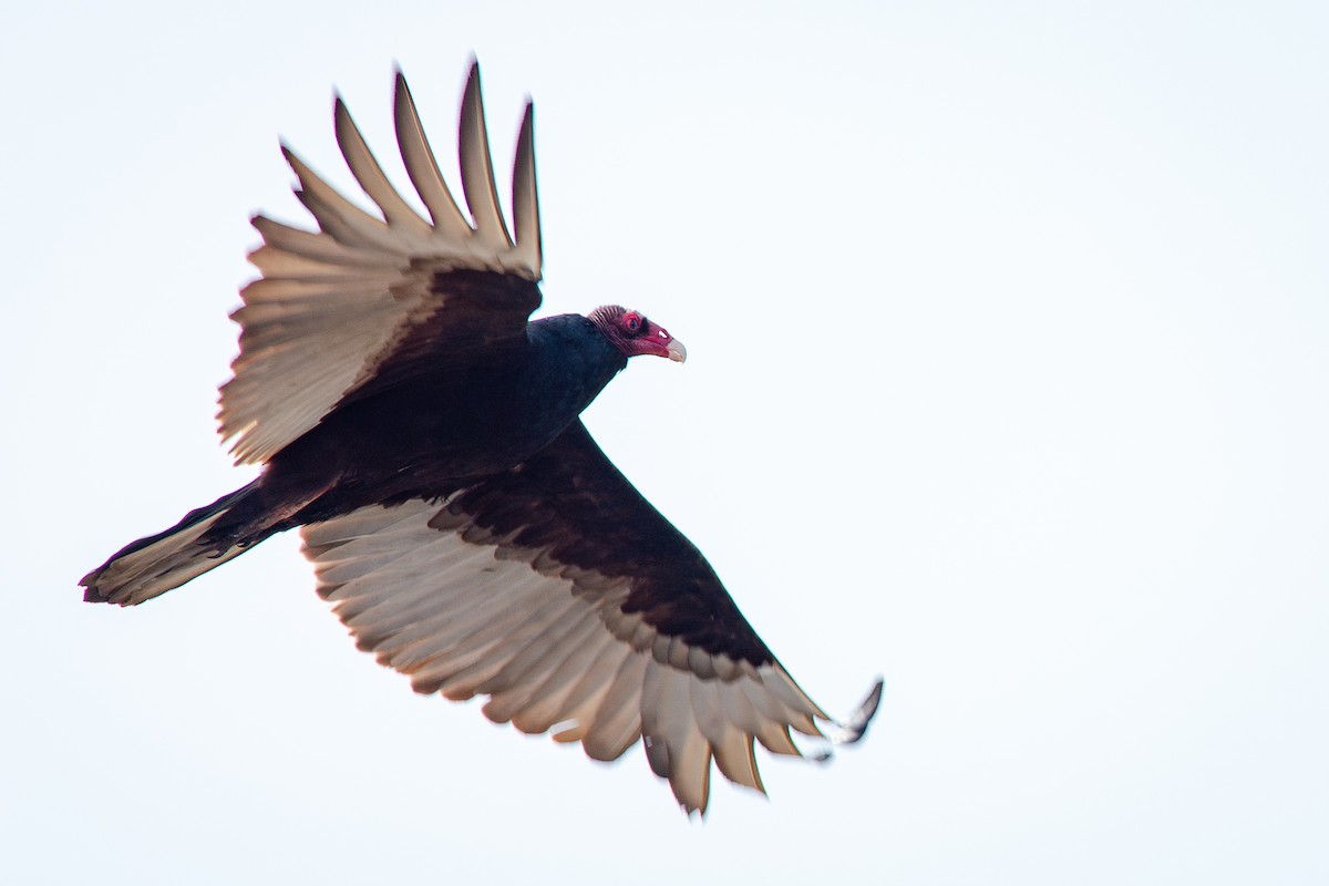 Urubu à tête rouge - ML650721063