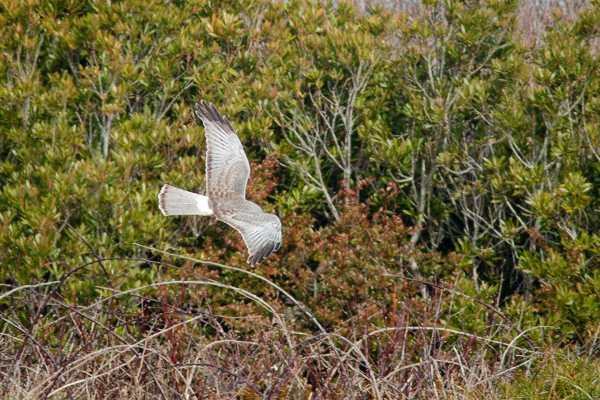 Busard des marais - ML650721087