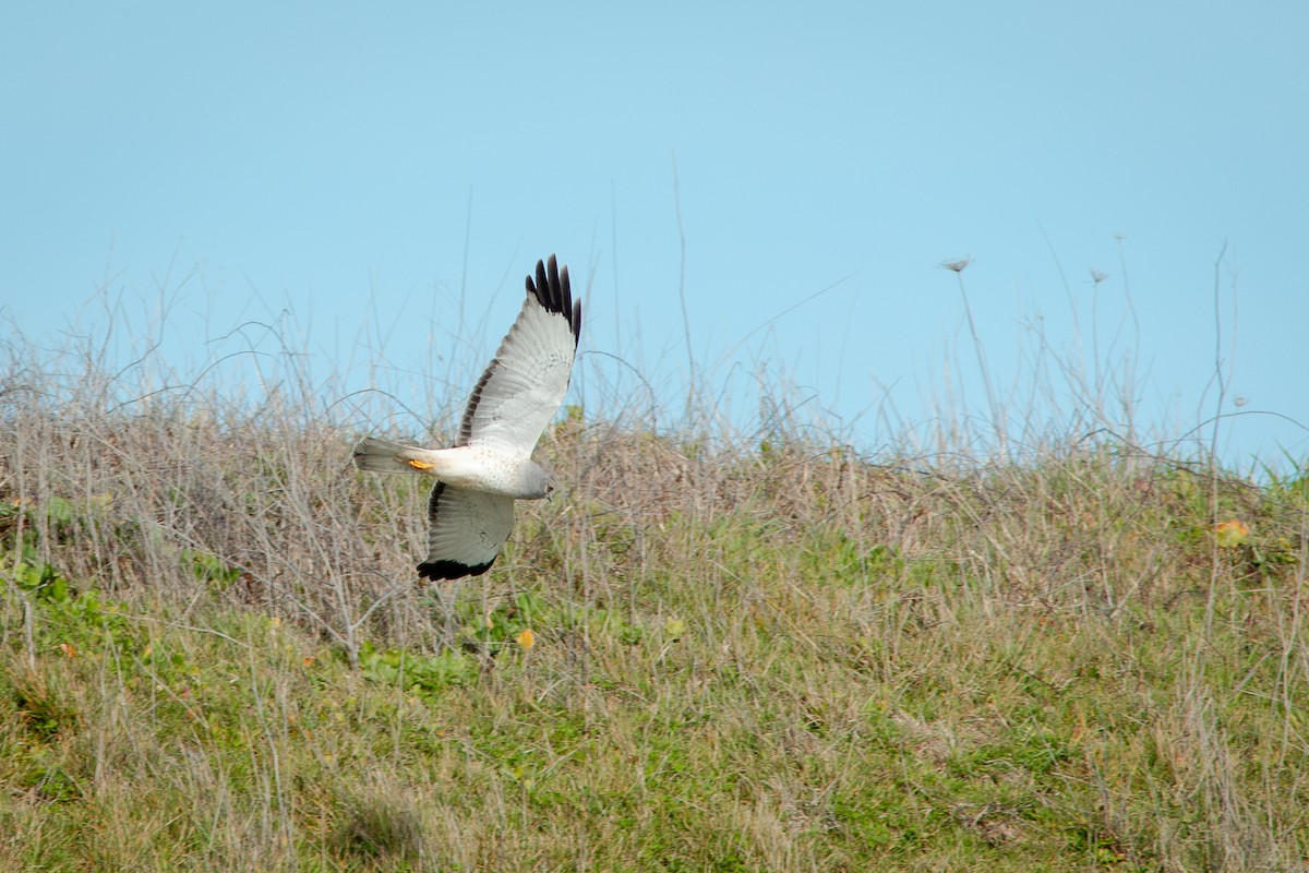 Busard des marais - ML650721088
