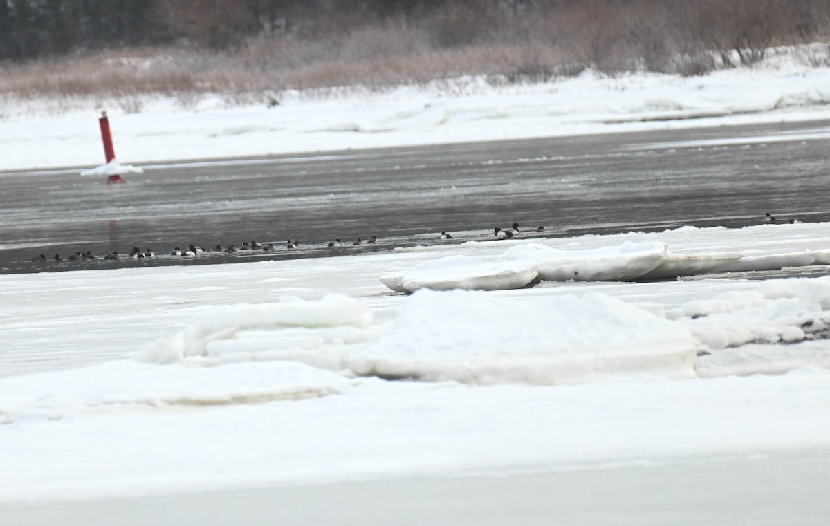 Greater Scaup - ML650721116