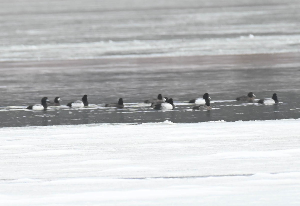Greater Scaup - ML650721118
