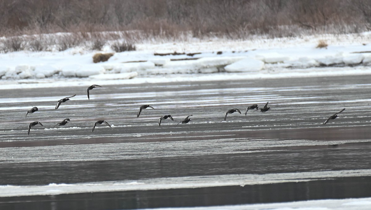 Greater Scaup - ML650721120