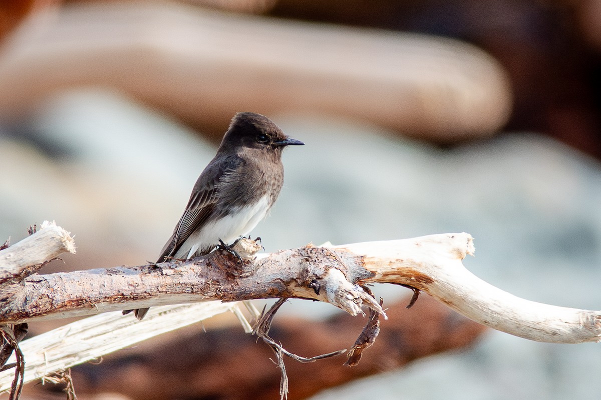 Moucherolle noir - ML650721125