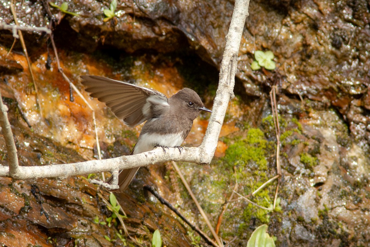 Moucherolle noir - ML650721126