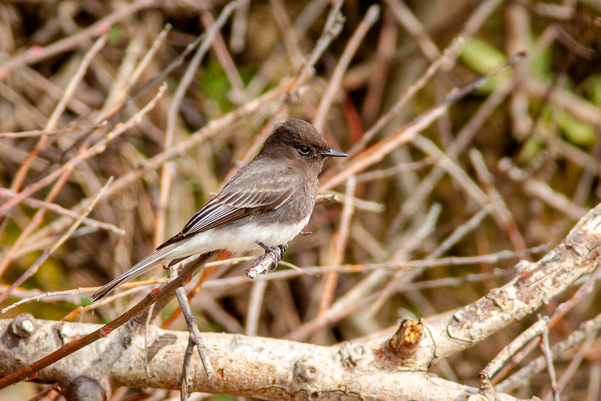 Moucherolle noir - ML650721127