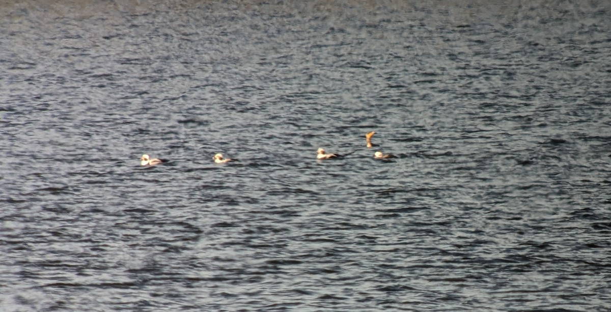 Long-tailed Duck - ML650721392