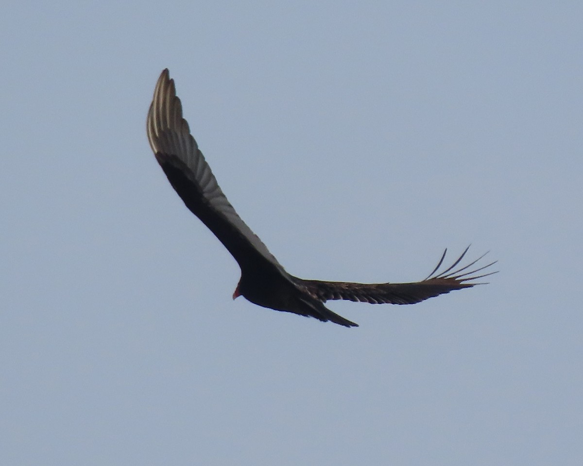 Urubu à tête rouge - ML650721538