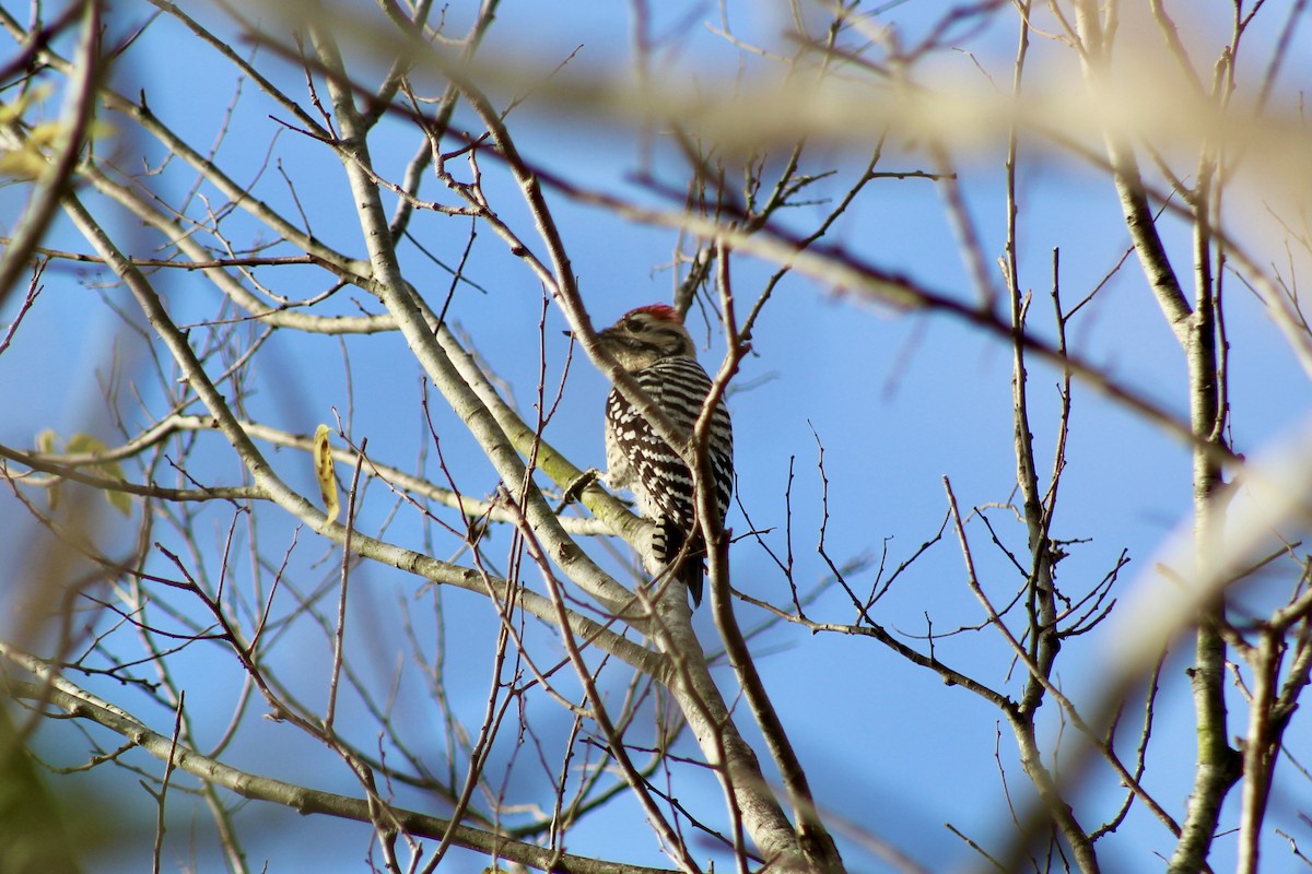Ladder-backed Woodpecker - ML650721551