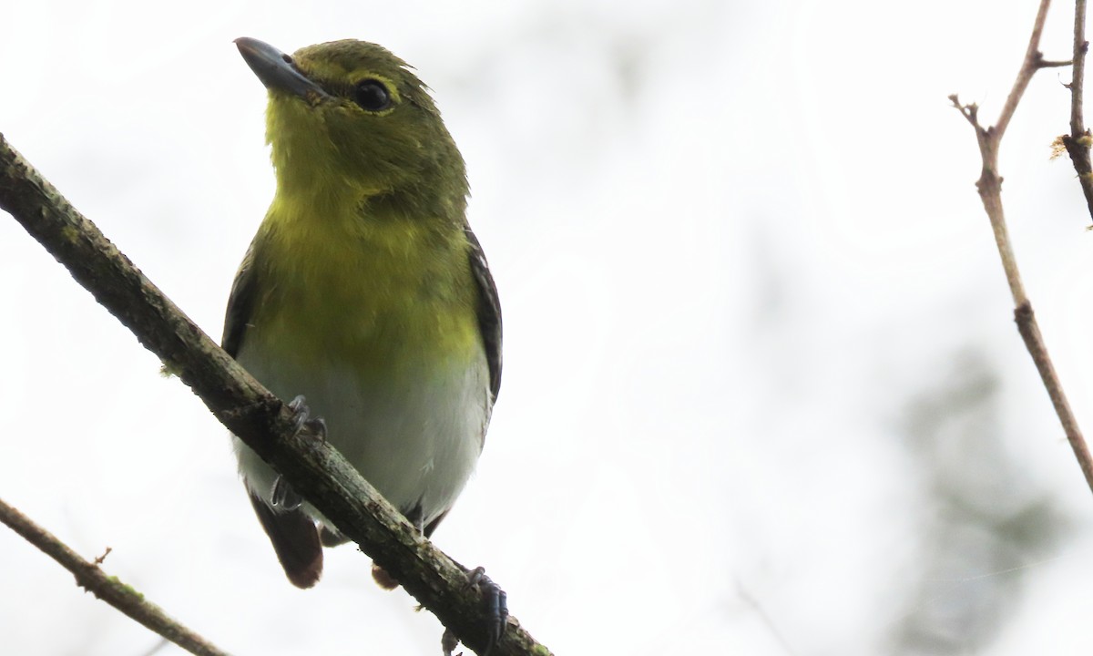 Yellow-throated Vireo - ML650722136