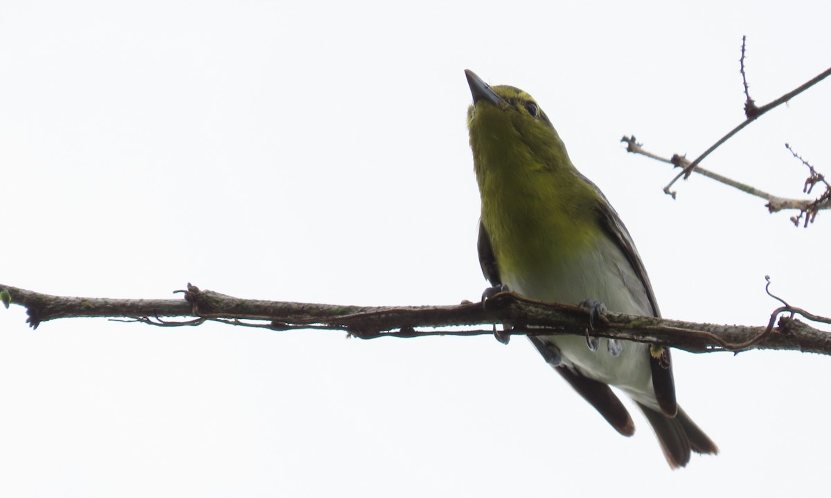 Yellow-throated Vireo - ML650722138