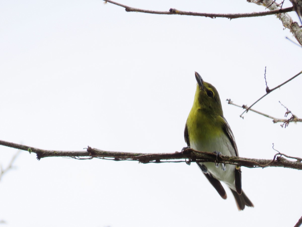 Yellow-throated Vireo - ML650722139