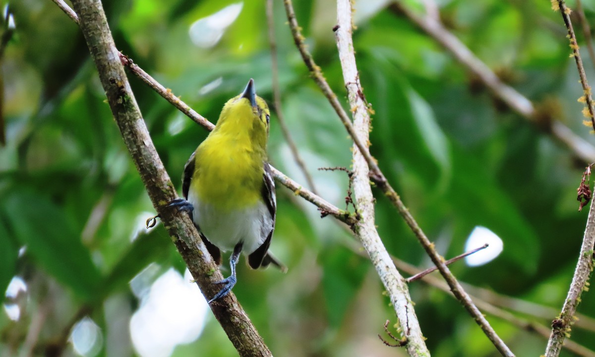 Yellow-throated Vireo - ML650722140