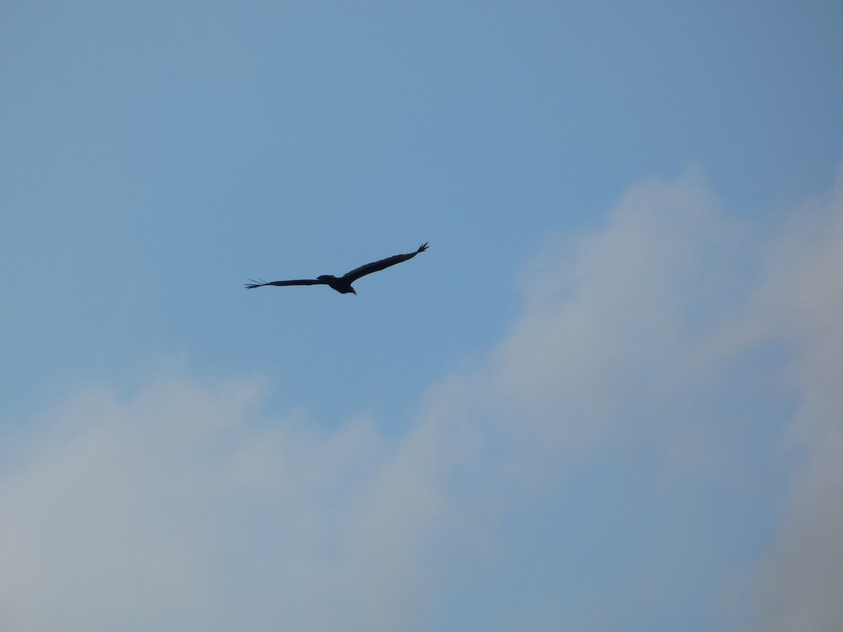 Urubu à tête rouge - ML650722230