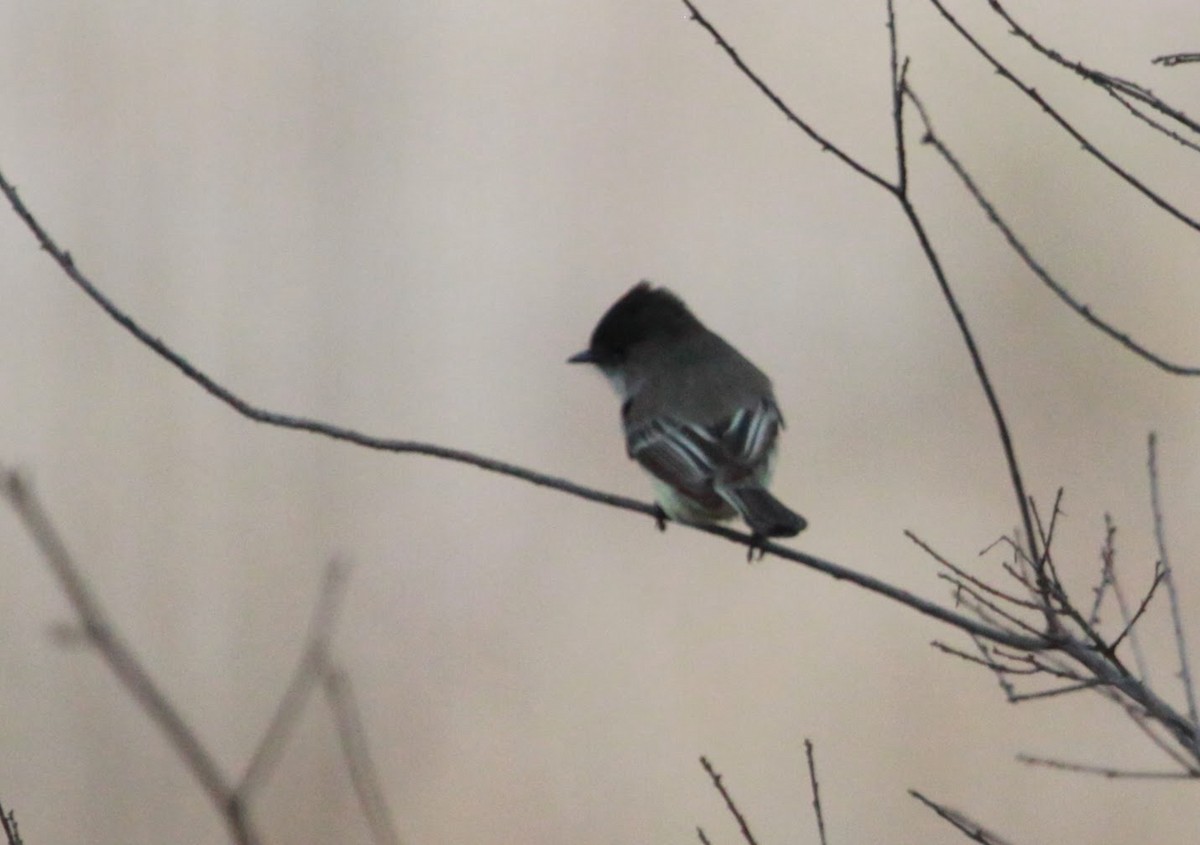 Eastern Phoebe - ML650722233