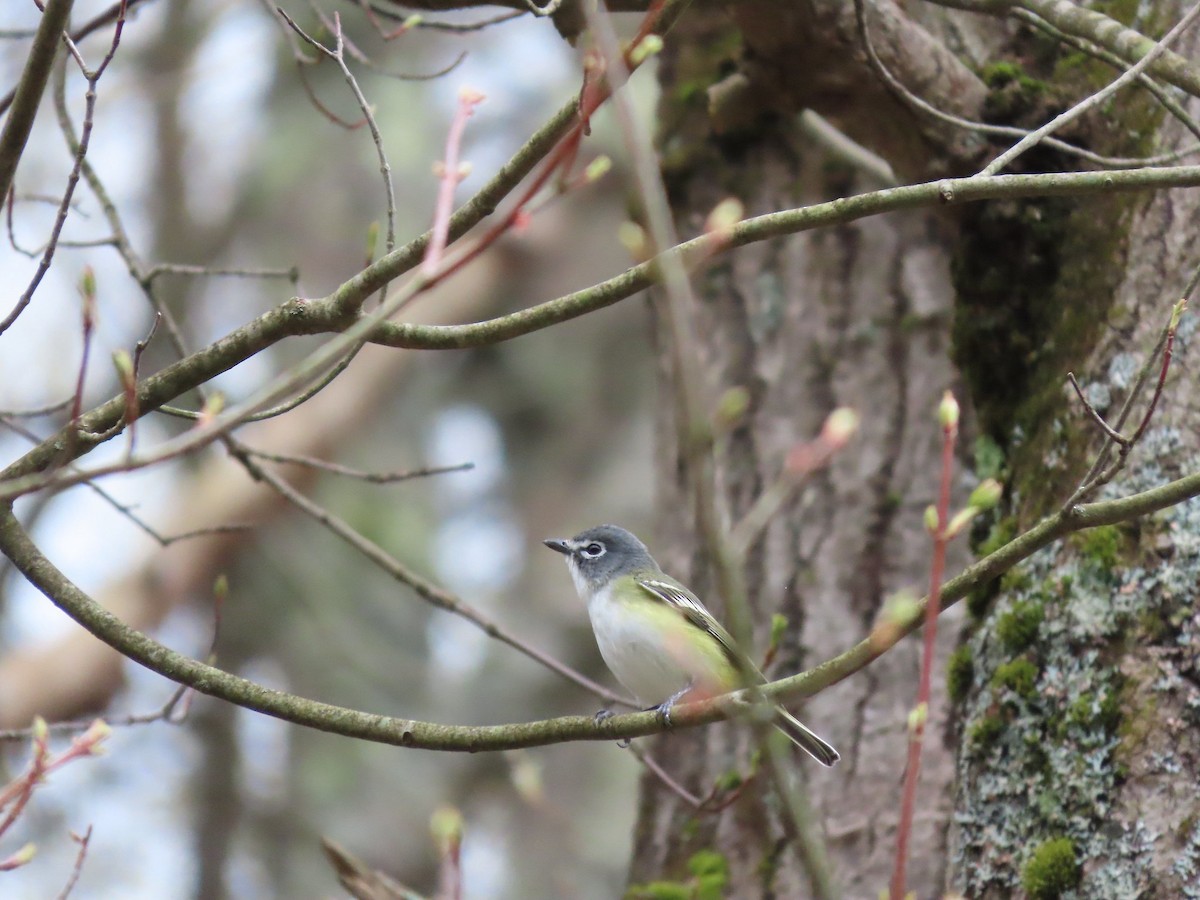 Blue-headed Vireo - ML650722555