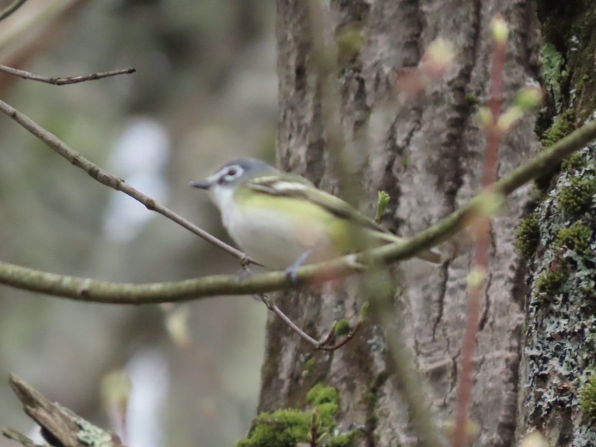 Blue-headed Vireo - ML650722556