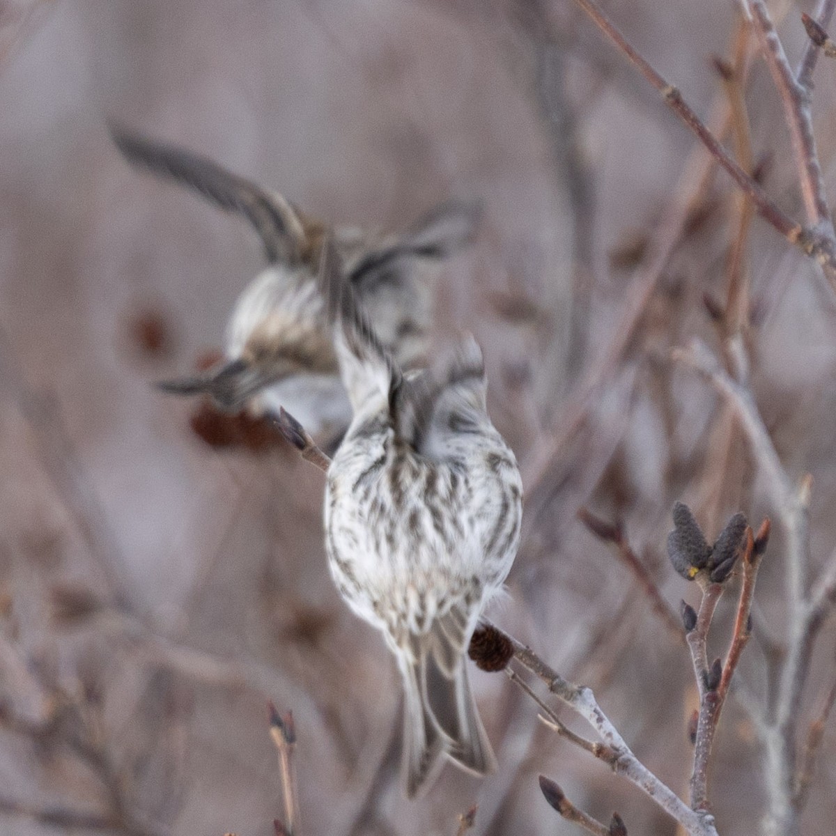 Redpoll - ML650722602