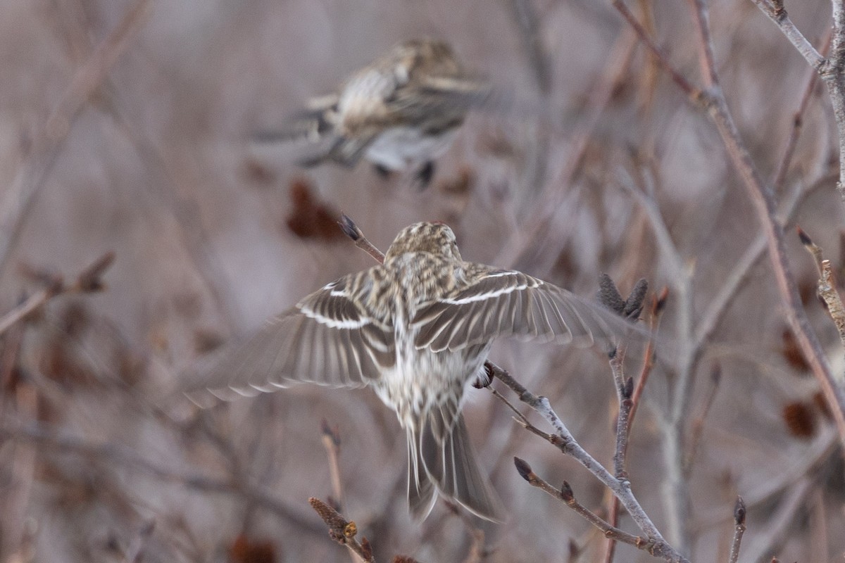 Redpoll - ML650722603