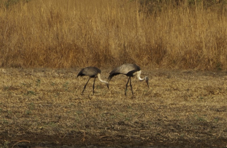 Журавель білошиїй - ML650722632