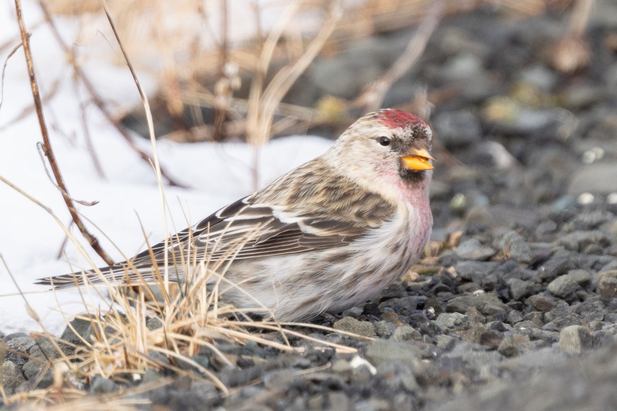 Redpoll - ML650722635
