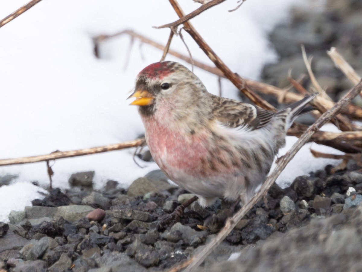 Redpoll - ML650722637