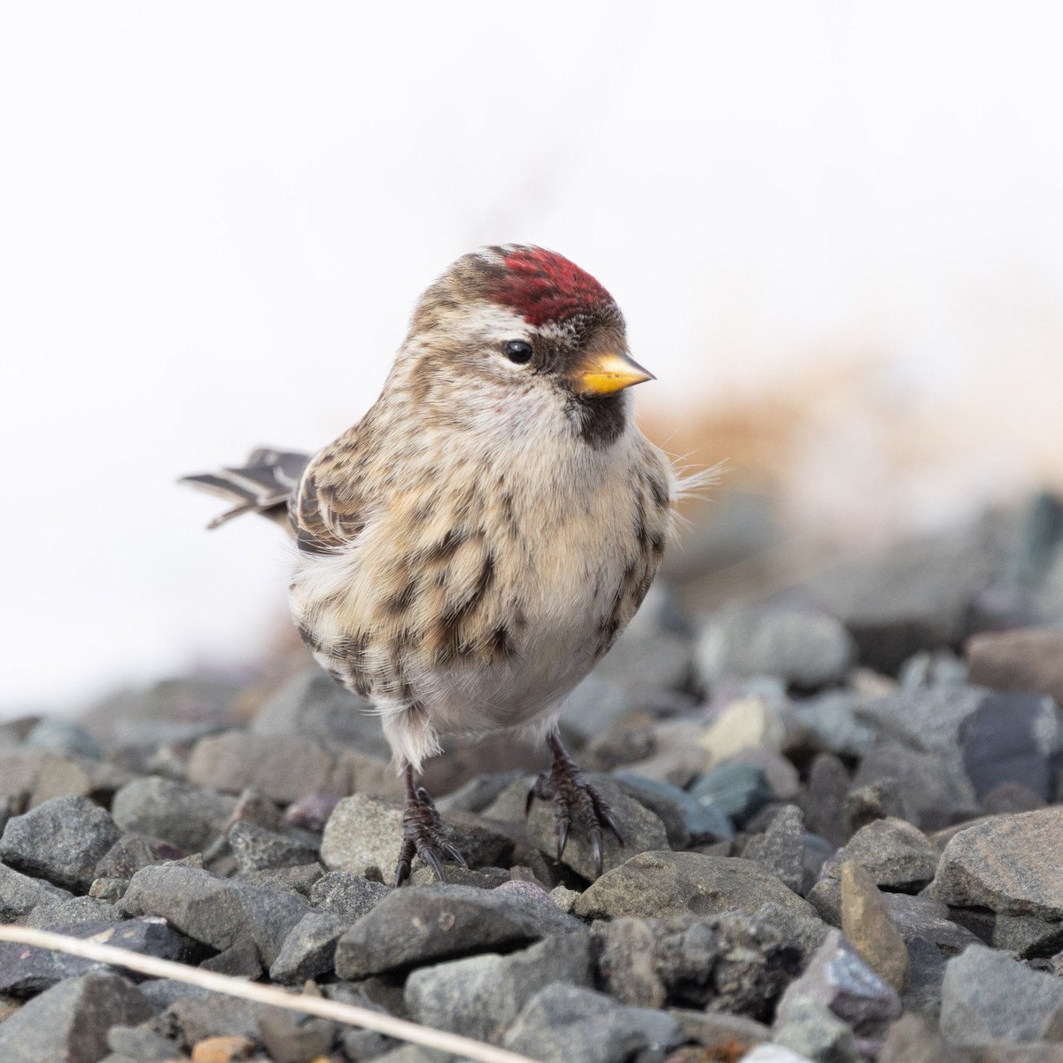 Redpoll - ML650722638