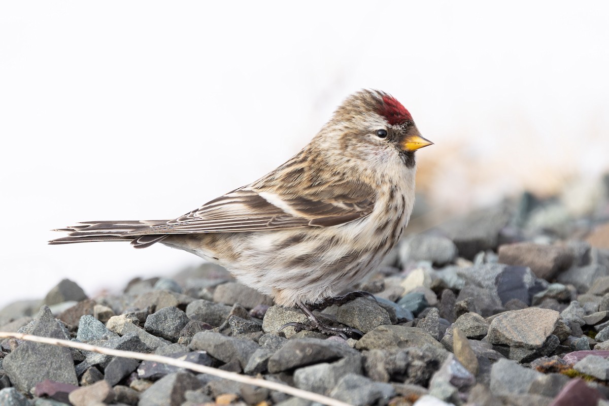 Redpoll - ML650722639