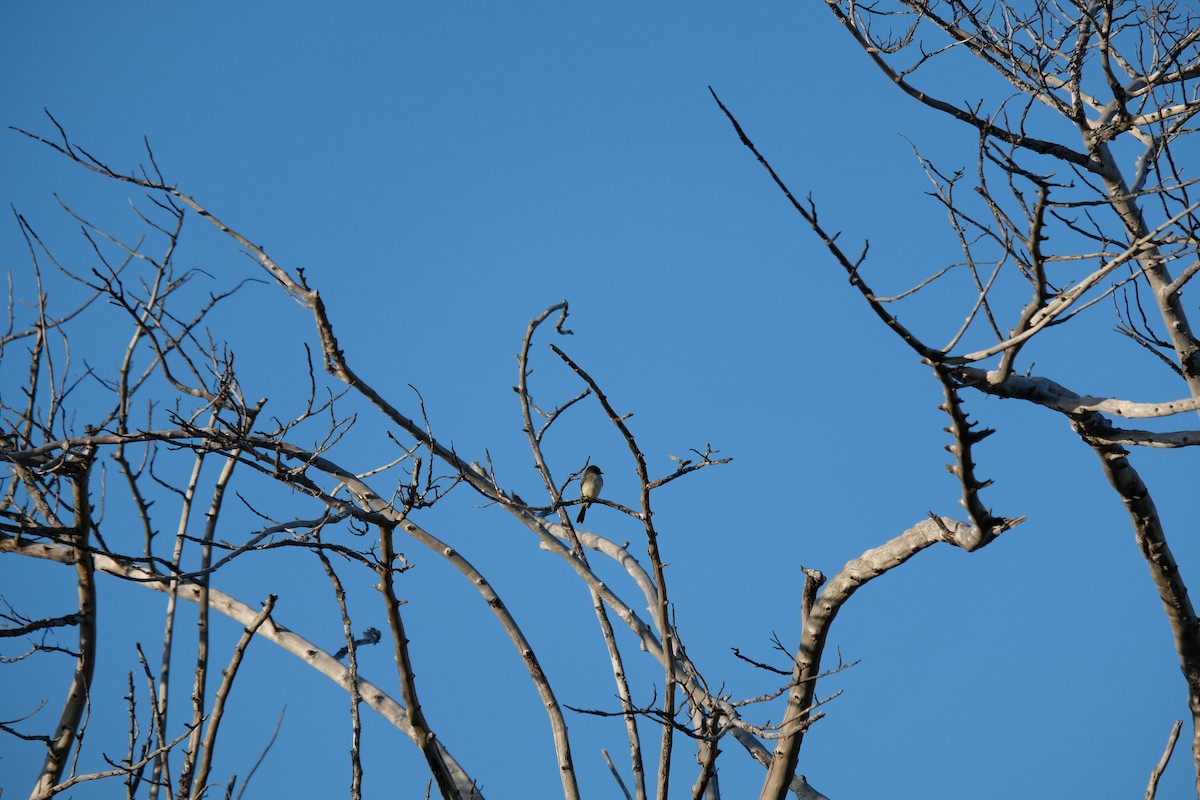 Eastern Phoebe - ML650722643