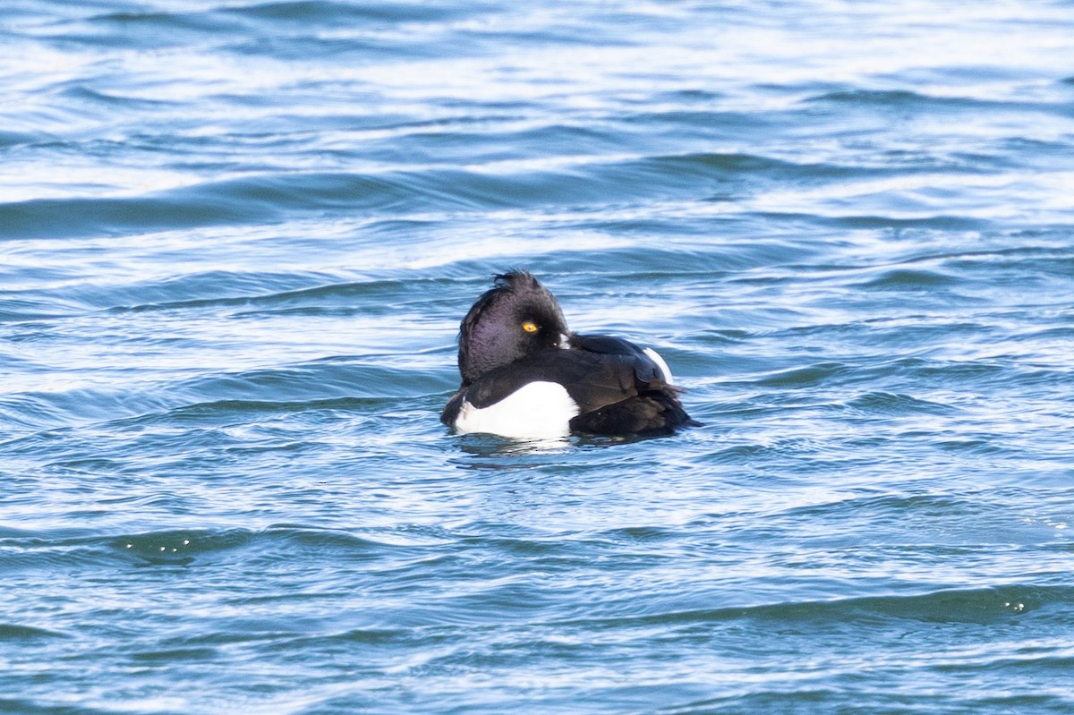 Tufted Duck - ML650722655