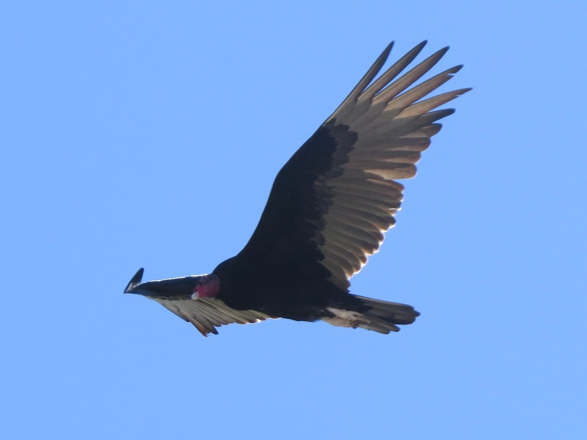 Urubu à tête rouge - ML650722800