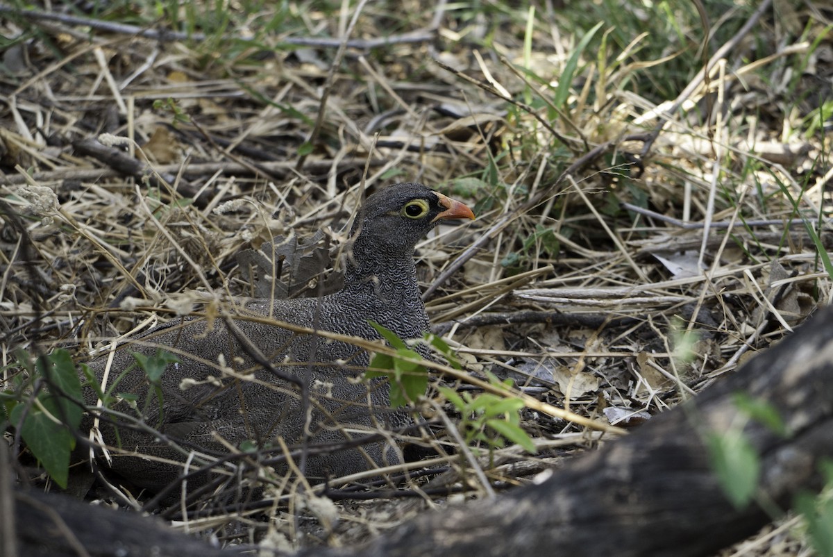 Red-billed Spurfowl - ML650722810