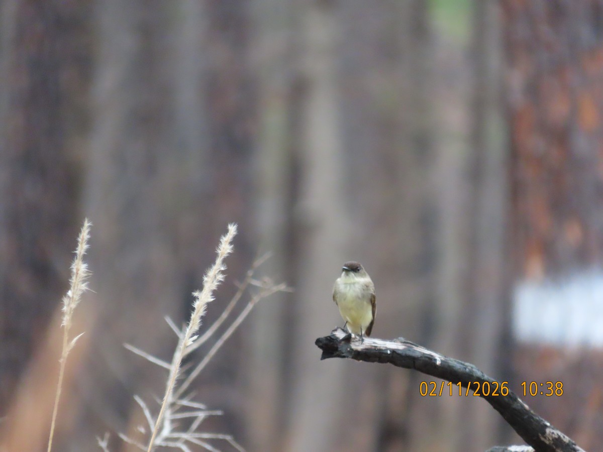 Eastern Phoebe - ML650722829