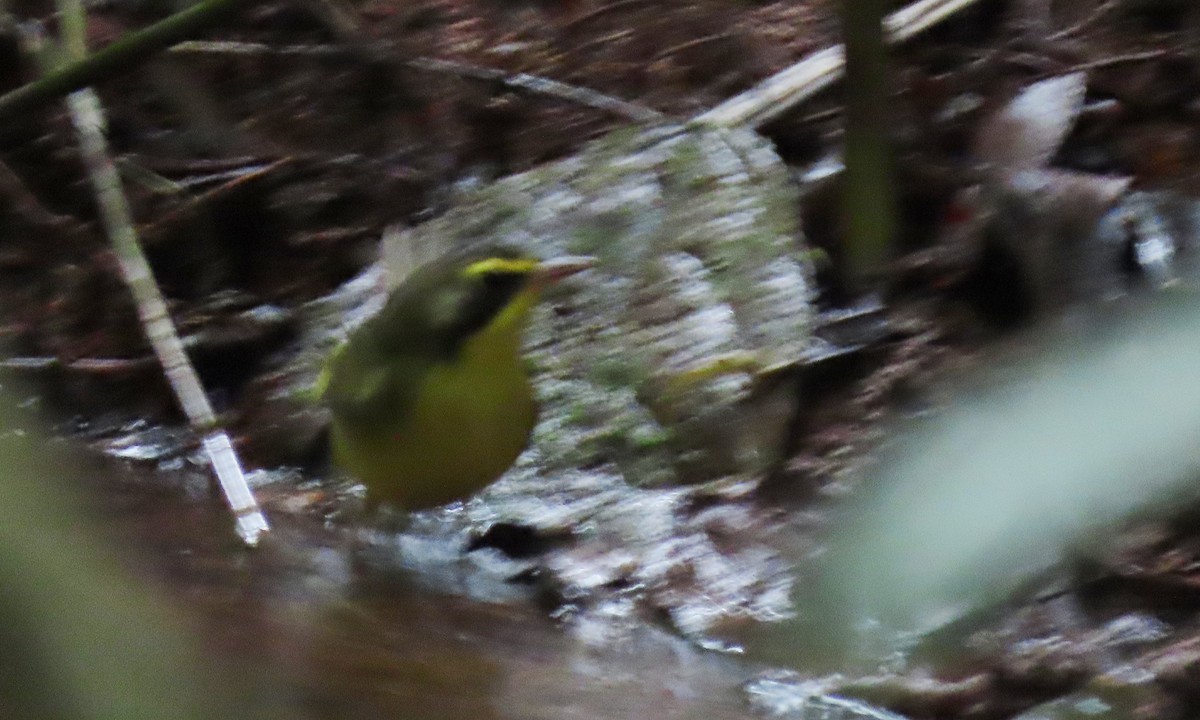 סבכון קנטקי - ML650723063