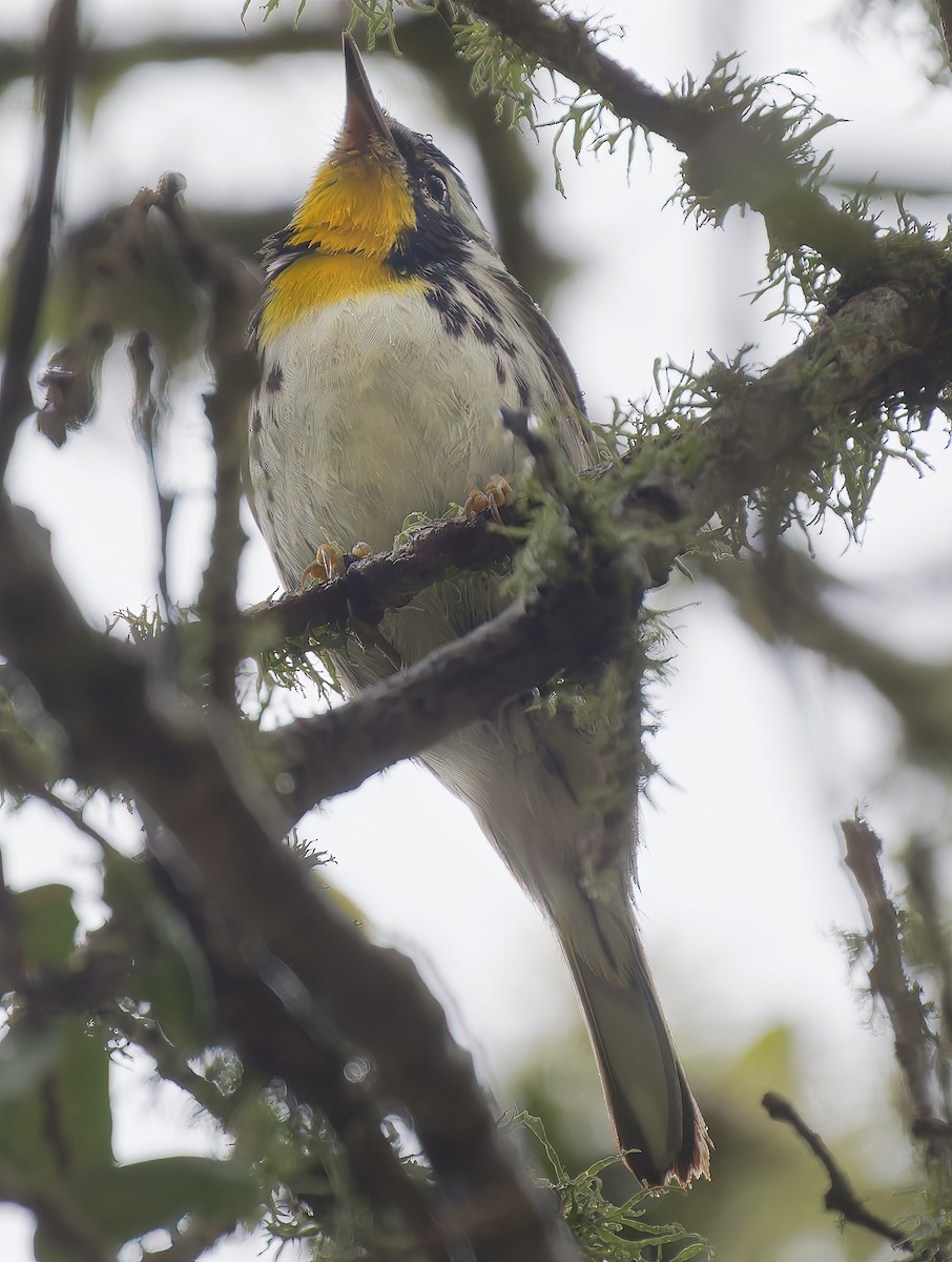Пісняр-лісовик чорнощокий (підвид albilora) - ML650723109