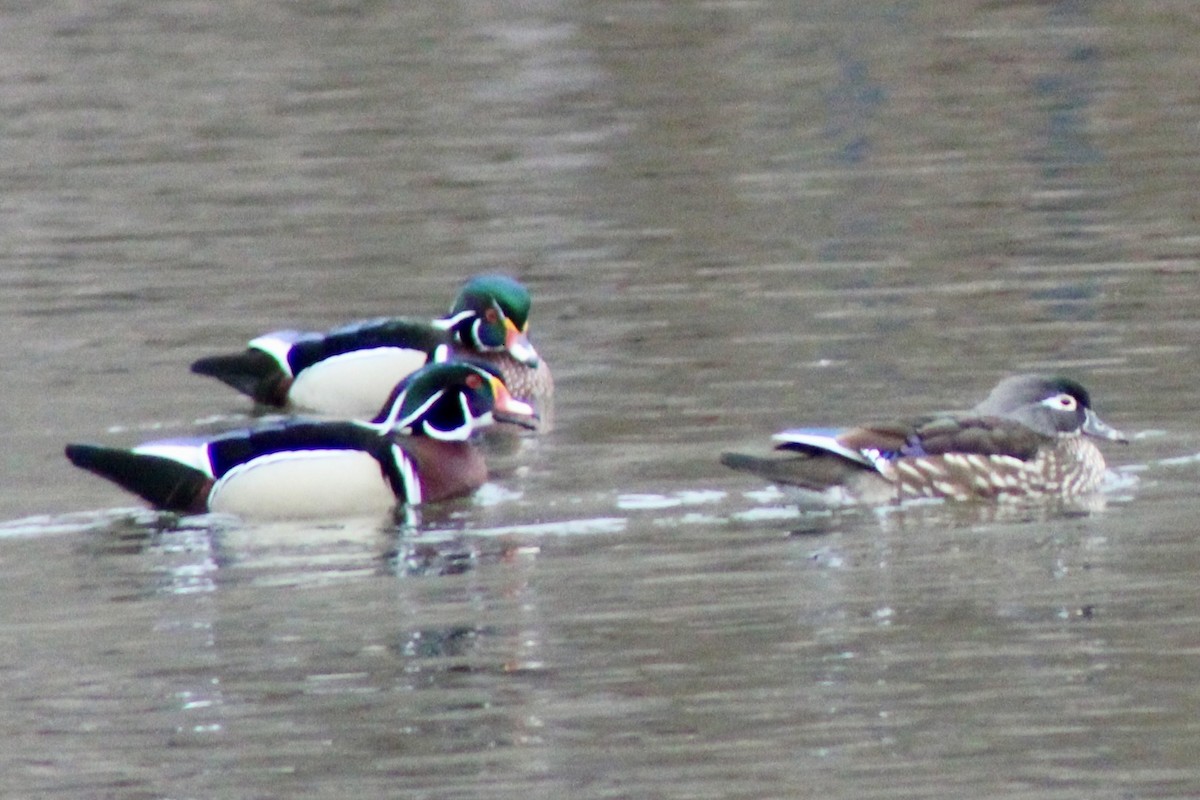 Каролинская утка - ML650723140