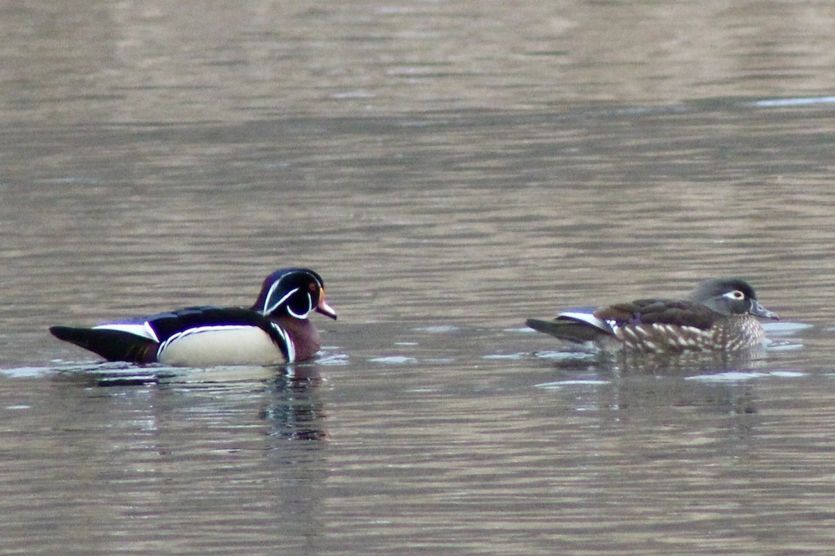 Каролинская утка - ML650723141