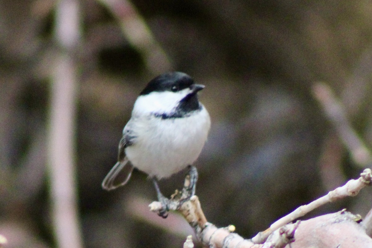 Черношапочная гаичка - ML650723144