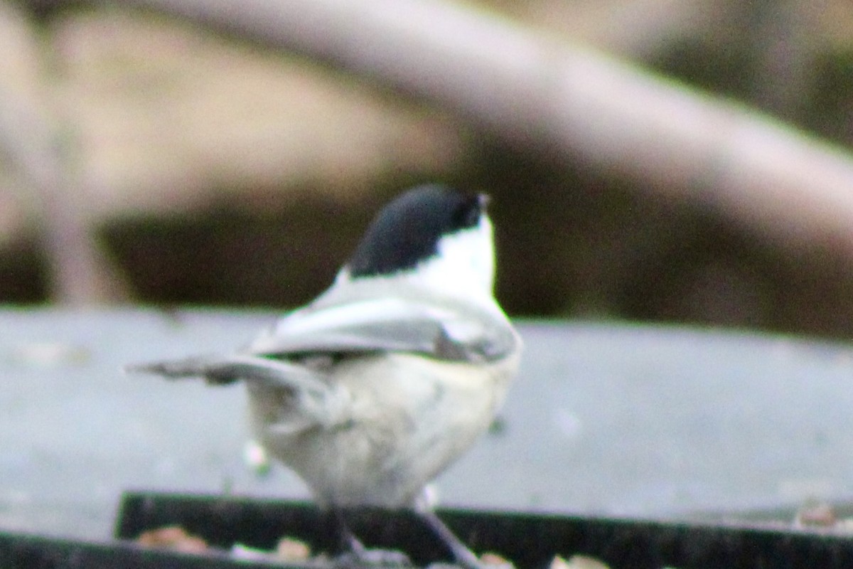 Черношапочная гаичка - ML650723145