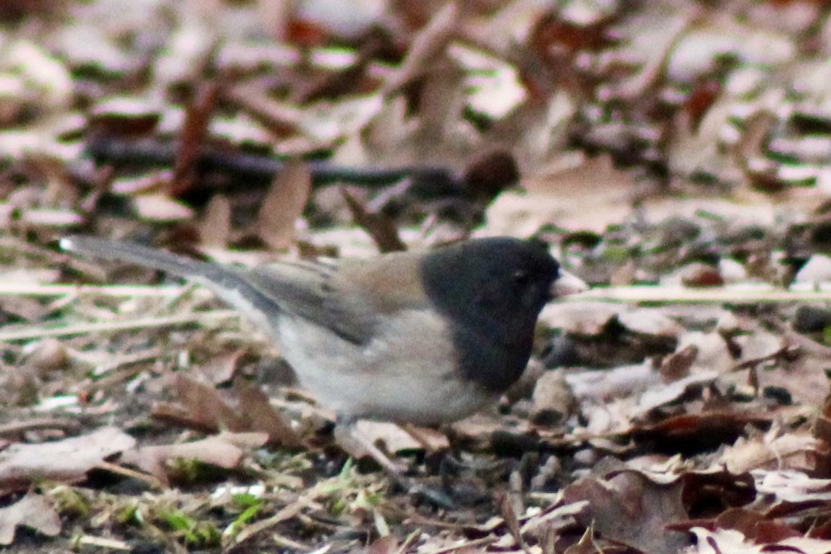 Серый юнко - ML650723155