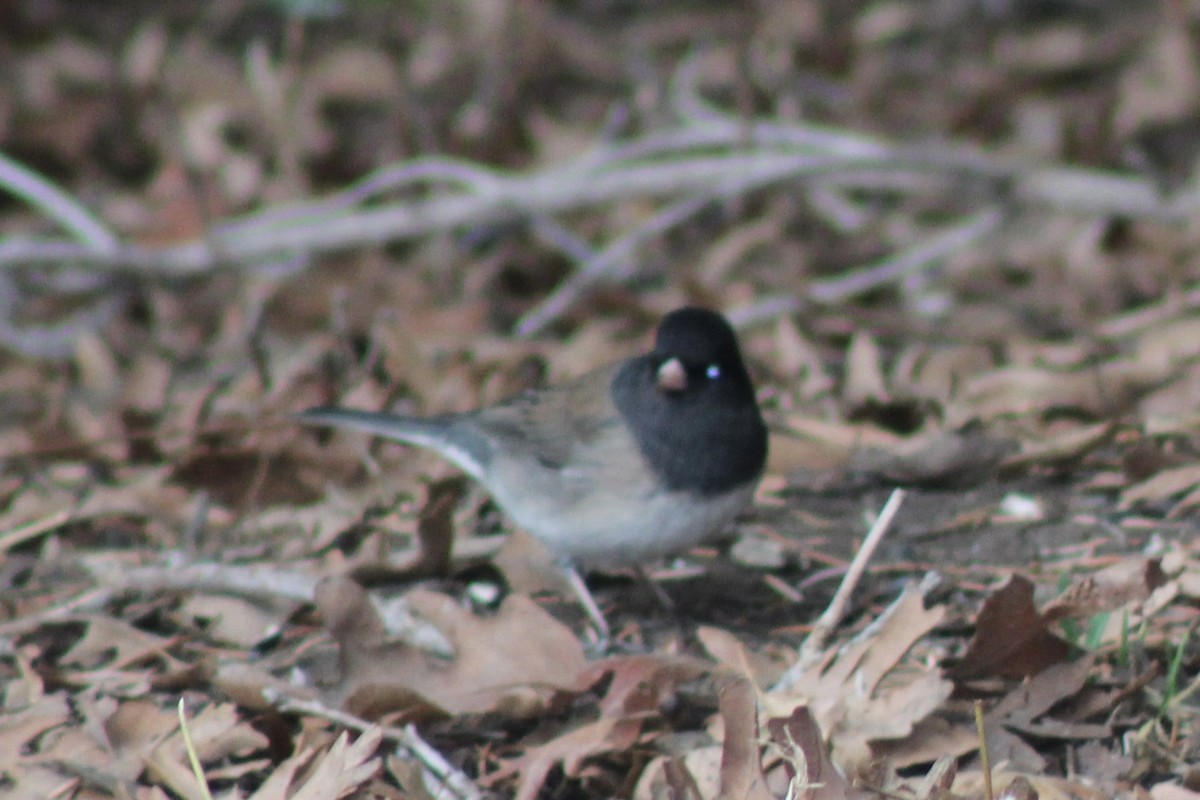 Серый юнко - ML650723156