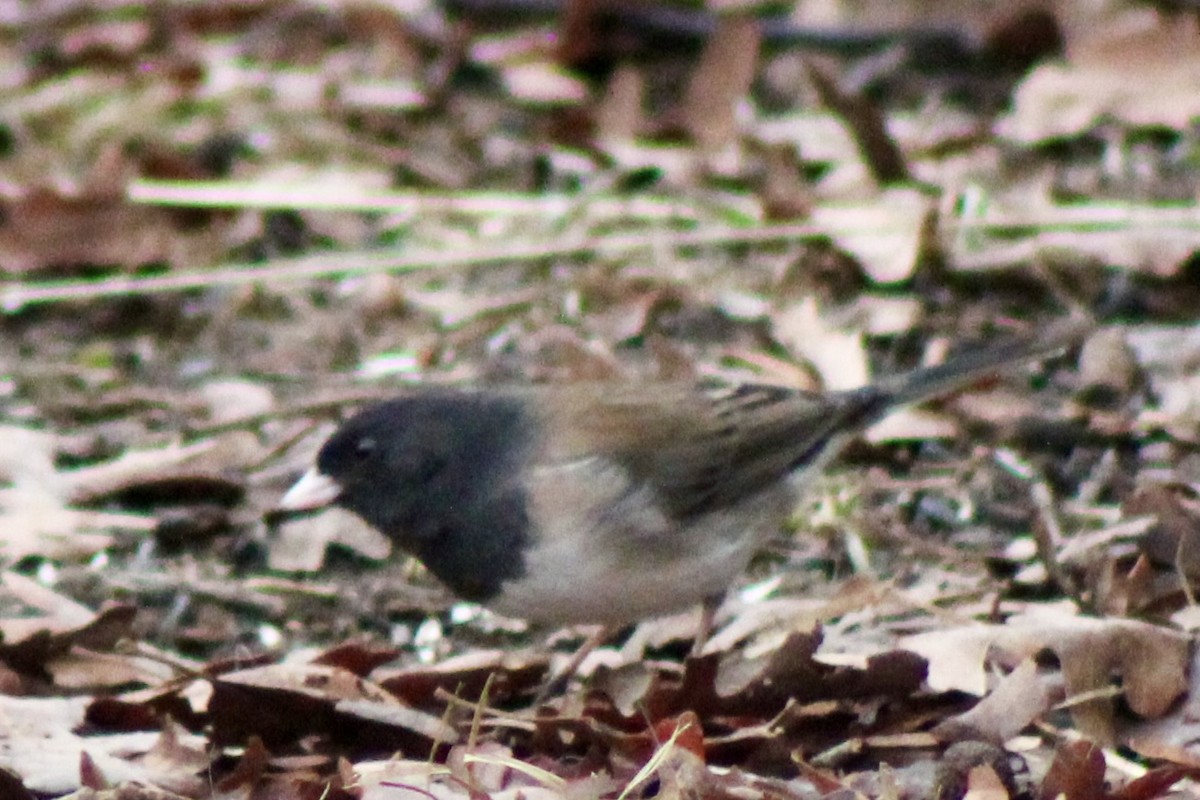 Серый юнко - ML650723157