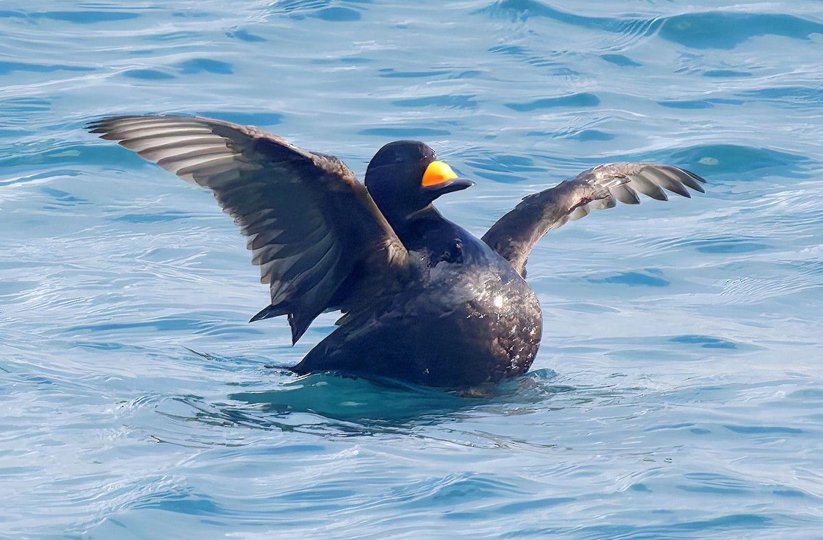 Синьга американська - ML650723284