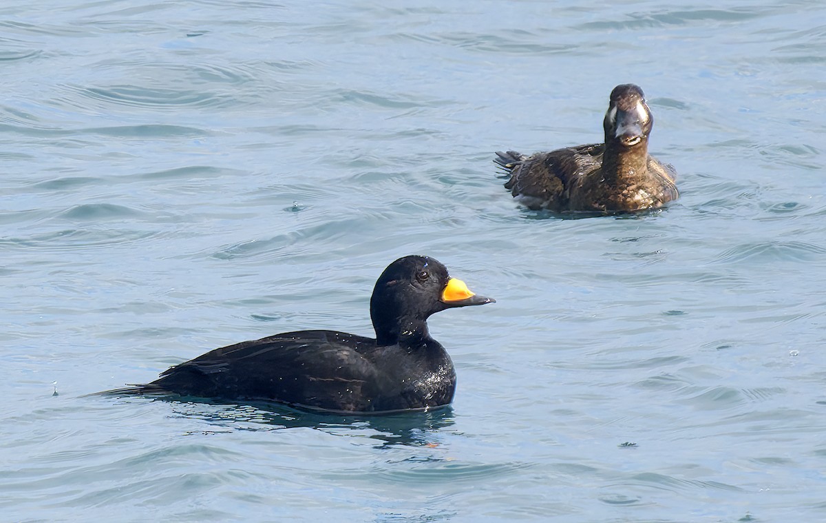 Синьга американська - ML650723286